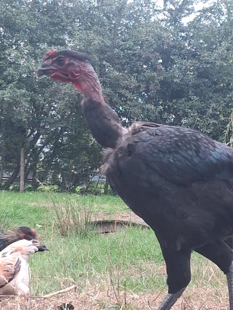 Unieke grote hanen uit Urubu-project, Plusieurs animaux, Poule ou poulet