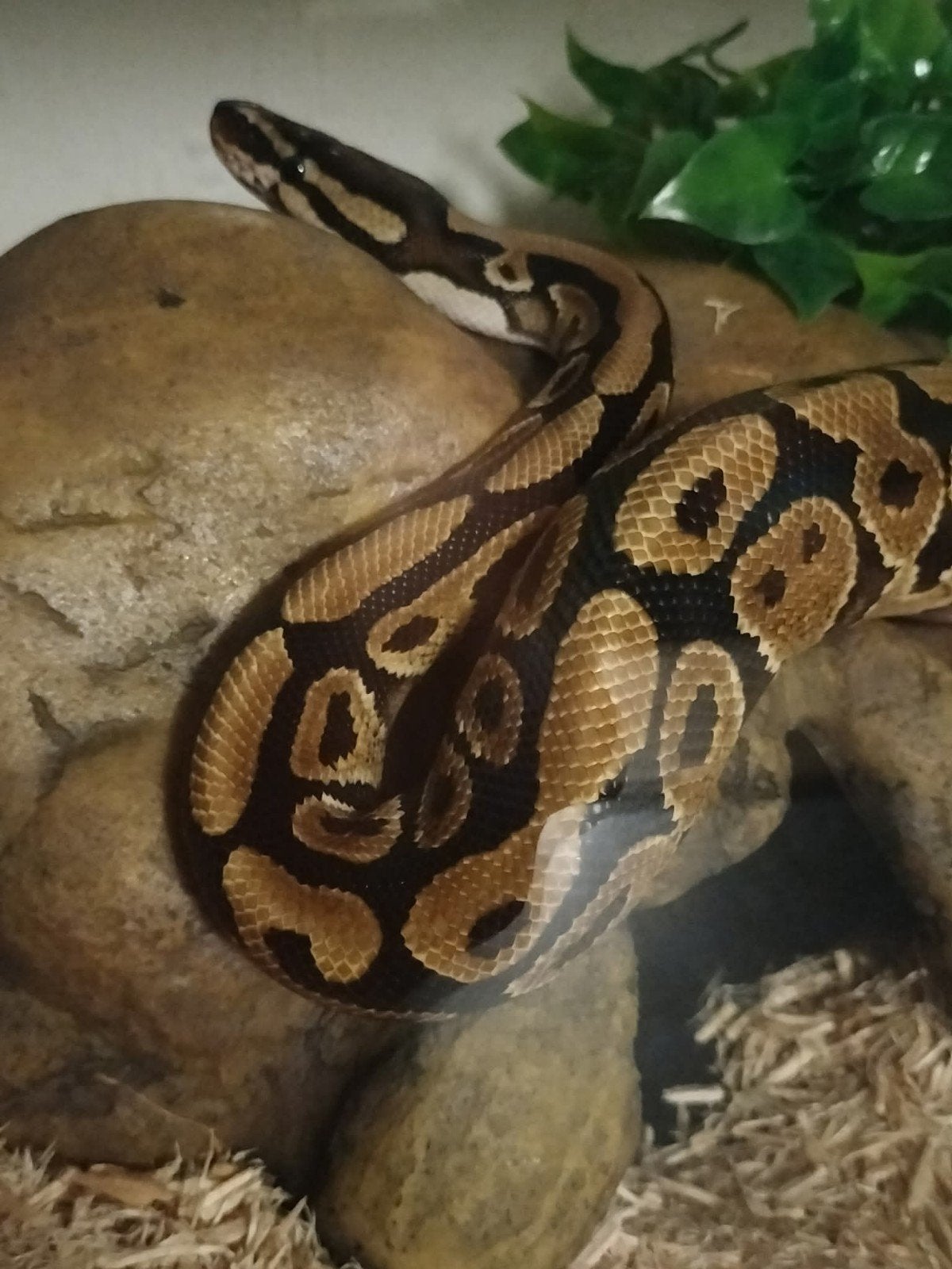 konings python regius