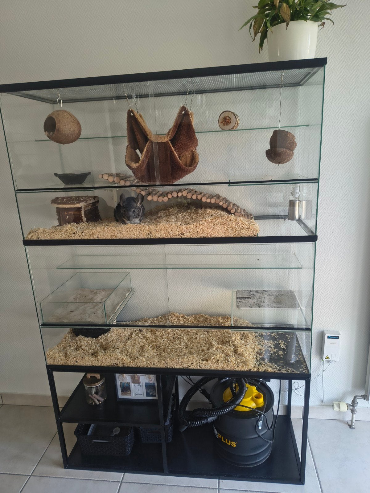2 chinchilla's met stamboom met op maat gemaakte kooi, Dieren en Toebehoren, Ophalen, Kooi, Chinchilla
