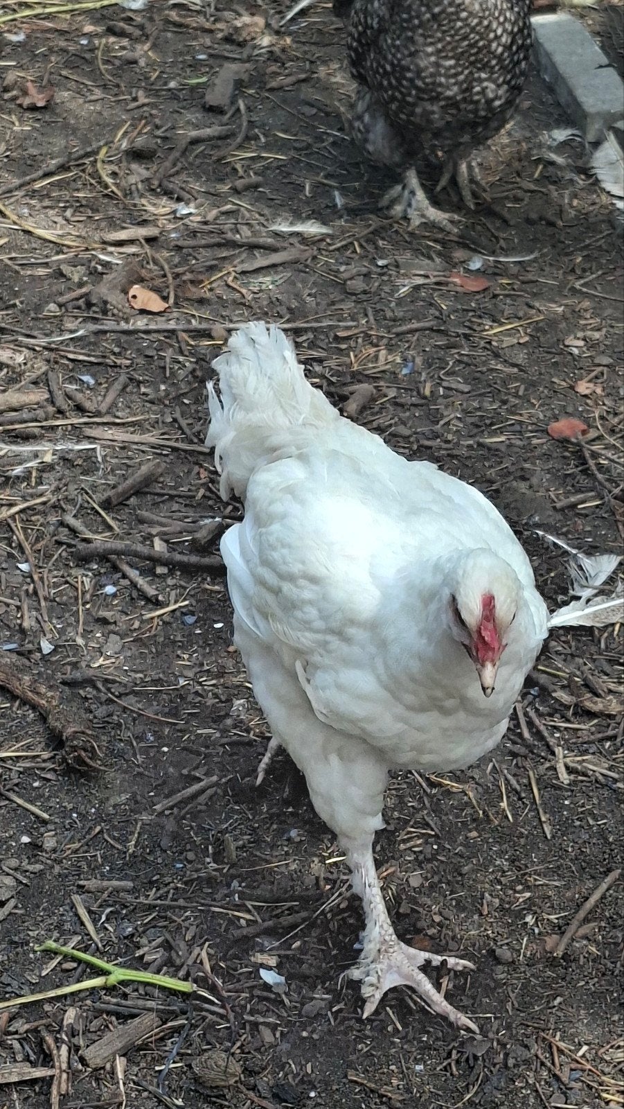 coq de volaille blanc de Malines, Animaux & Accessoires, Mâle, Poule ou poulet