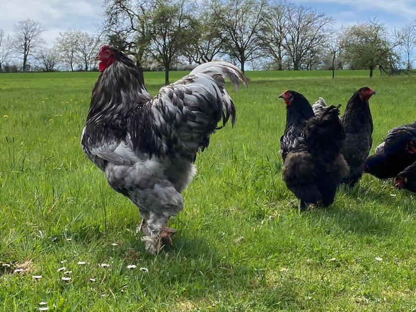 Oeufs fécondés à incuber Brahma bleu 4€ / oeuf, Envoi, Neuf