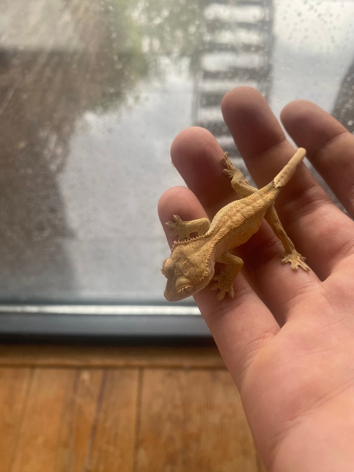 1x prachtige beige wimpergekko nakweek 2025, Animaux & Accessoires, Reptiles & Amphibiens, Lézard, Domestique, 0 à 2 ans