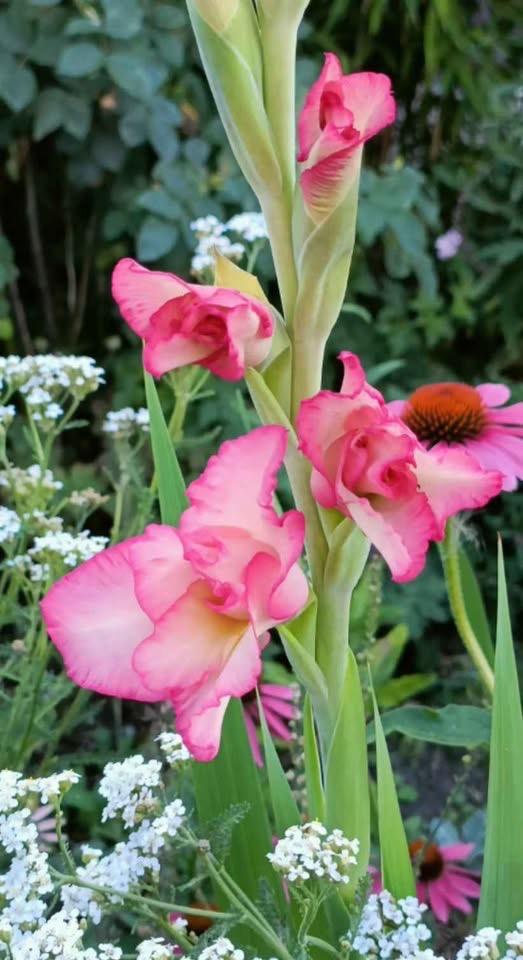 Gladiool , 1,25 euro / potje, Tuin en Terras, Vaste plant, Halfschaduw, Zomer, Ophalen