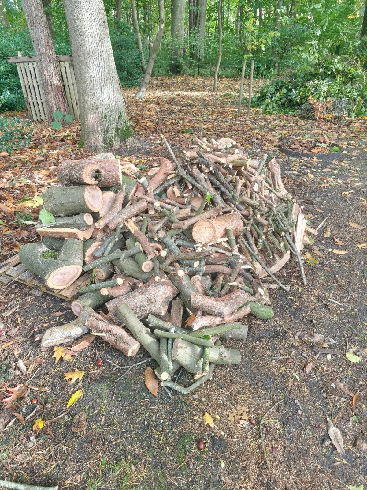 brandhout eik en den, Enlèvement