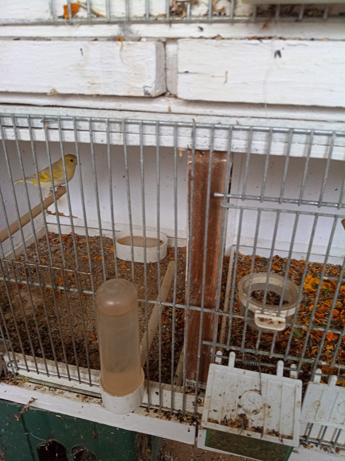 sijzen te koop, Dieren en Toebehoren, Ophalen