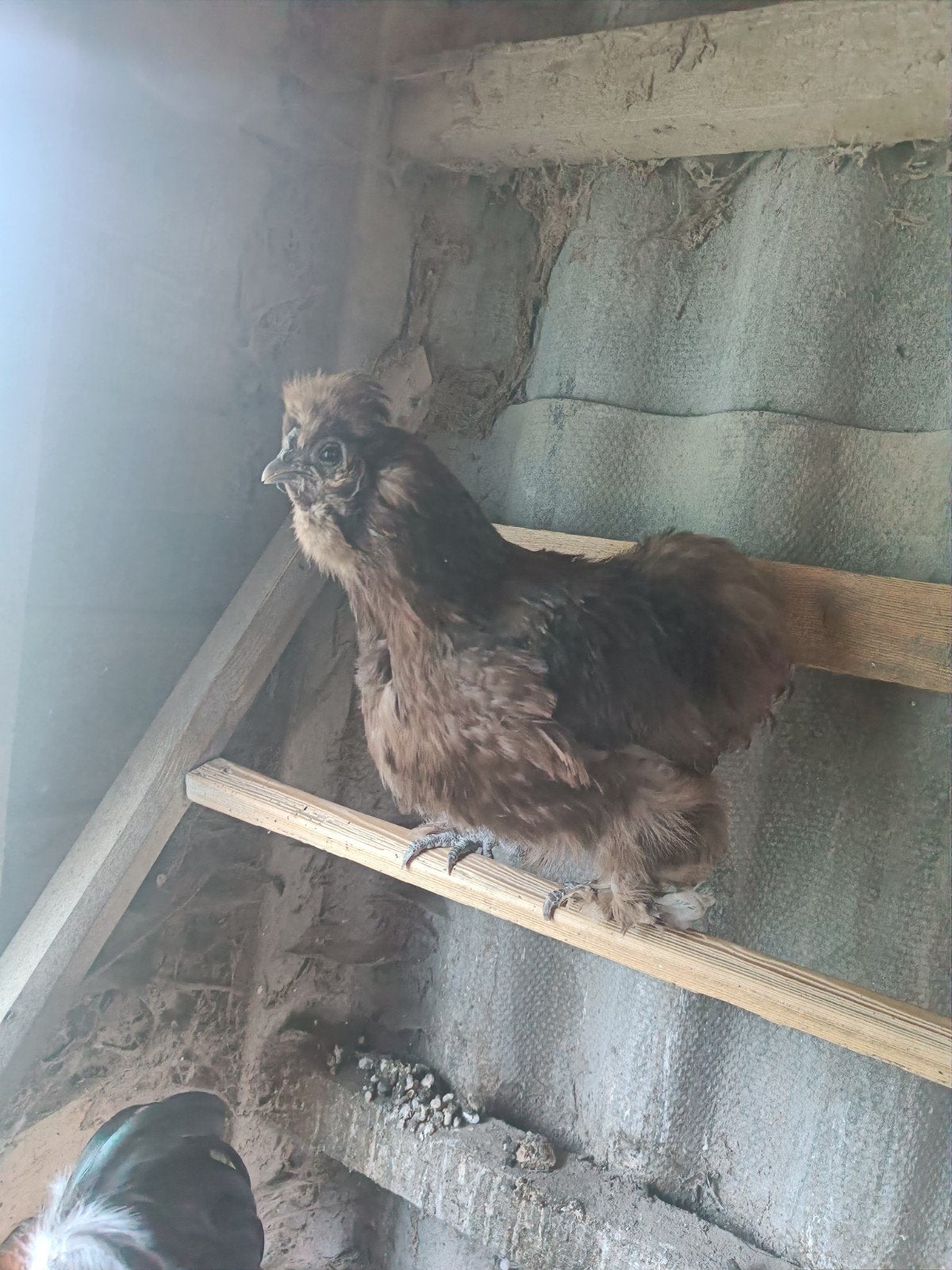 Poulet Silkgrouse