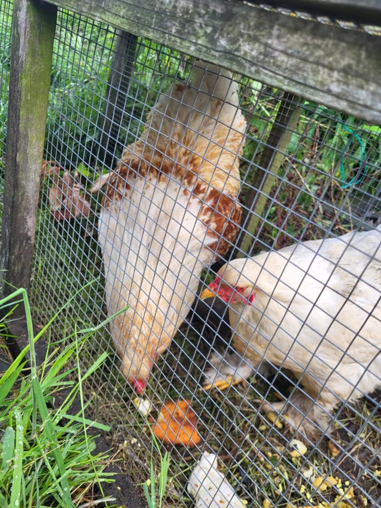Brahma duo