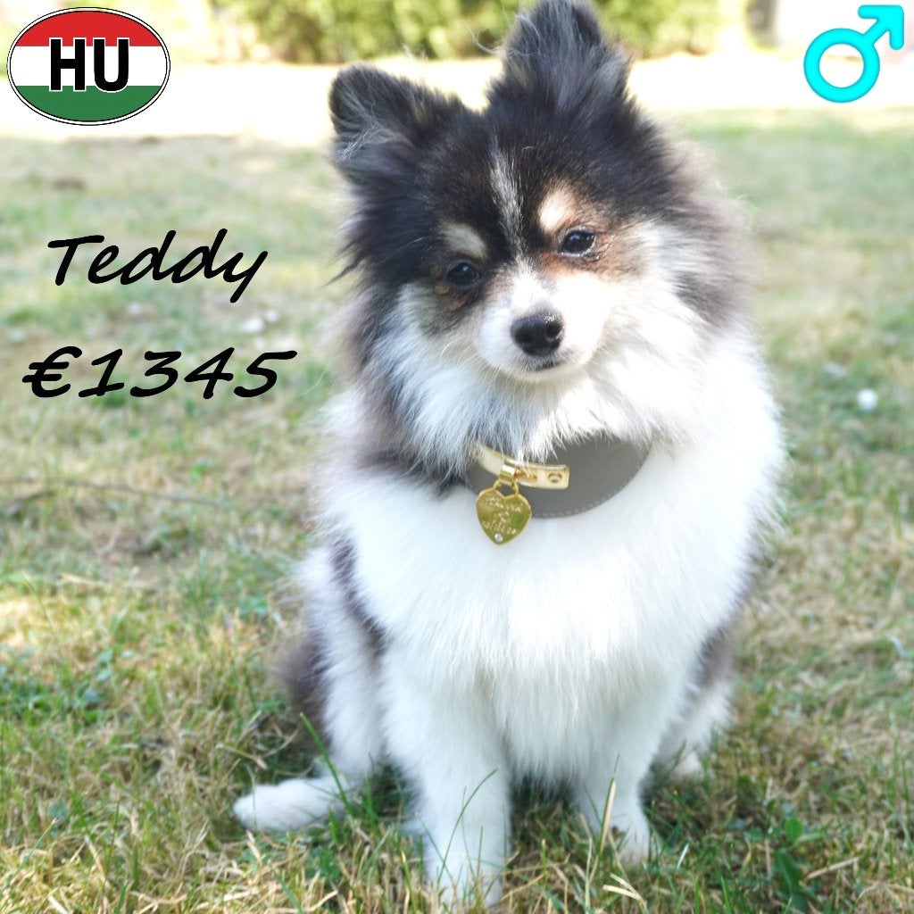 Teddy, Tiago & Toby, Keesjes te koop, Dieren en Toebehoren, 15 weken tot 1 jaar, Buitenland, CDV (hondenziekte), Meerdere
