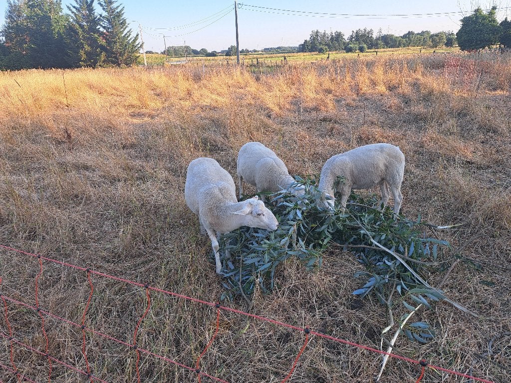 Schapen, Schaap