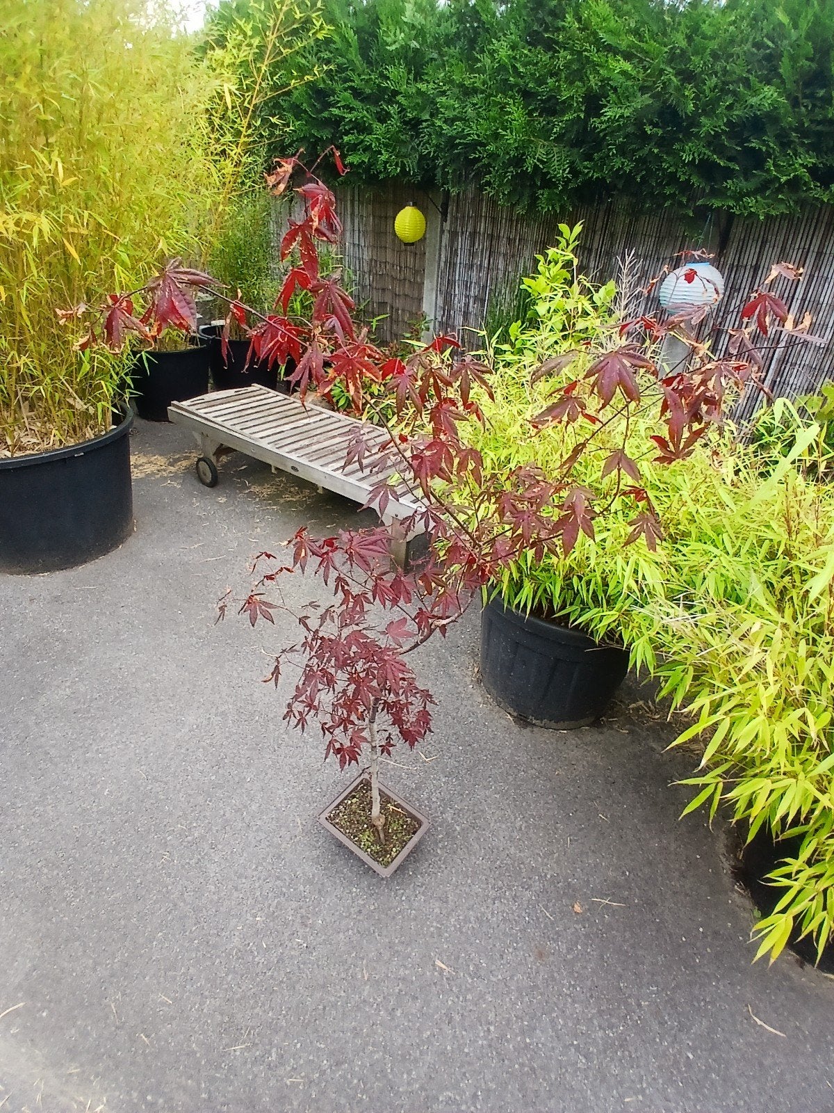 Bonsai acer, Ophalen