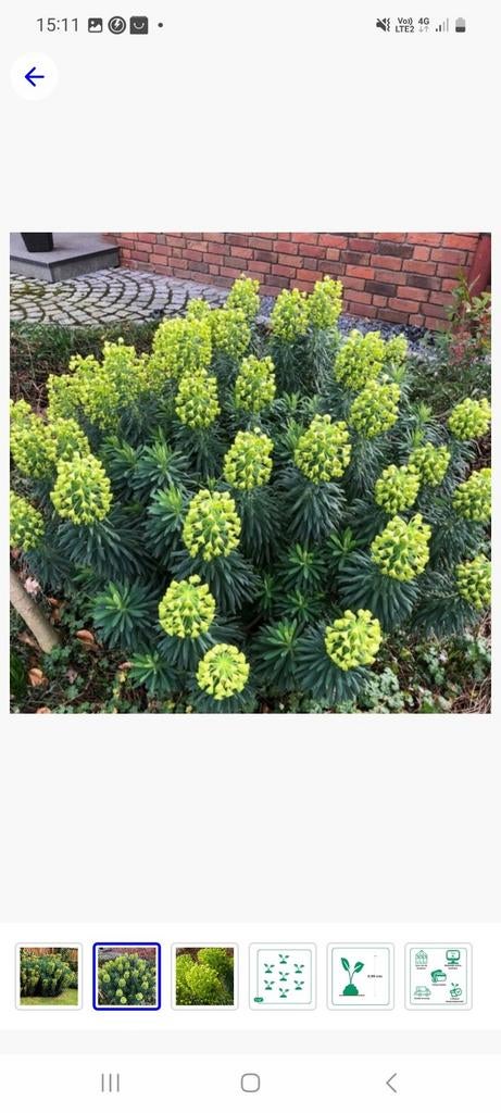 Euphorbia plante extérieure, Jardin & Terrasse, Plantes | Jardin
