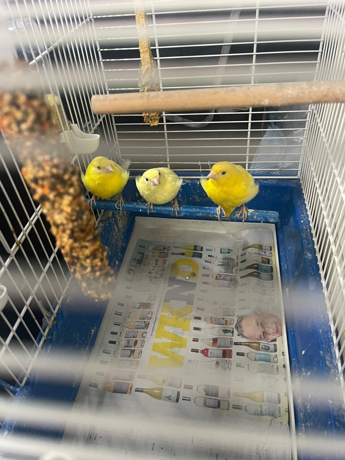 Een kanariepaar met hun kuikens, hun kooi en een grote kooi, Dieren en Toebehoren