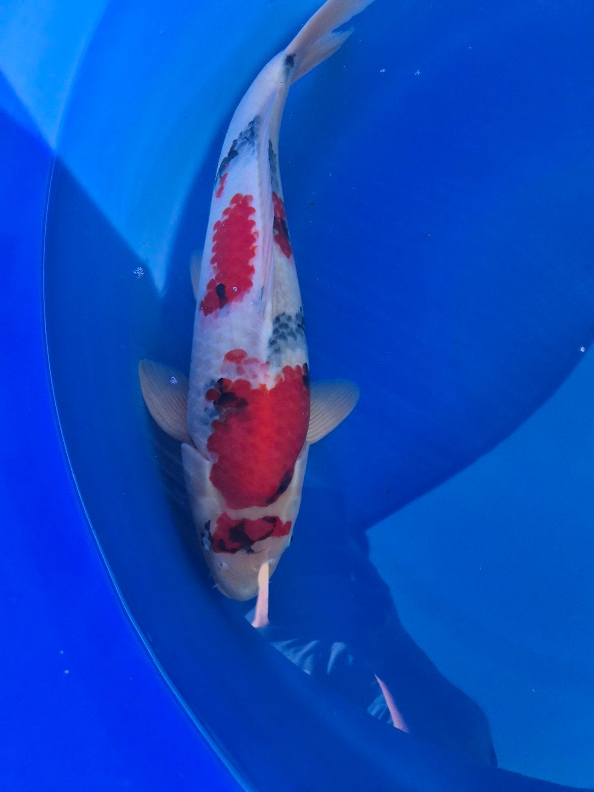 kindai showa Hosokai female, Dieren en Toebehoren
