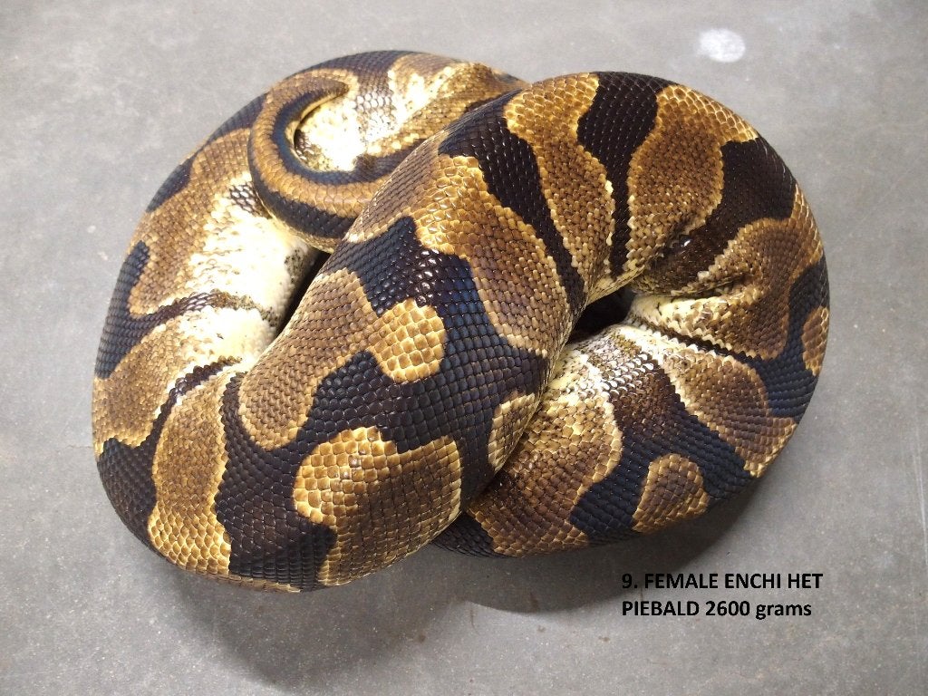 Koningspython halfwas en volwassen kweekdieren deel 1 Ball Python photo 9
