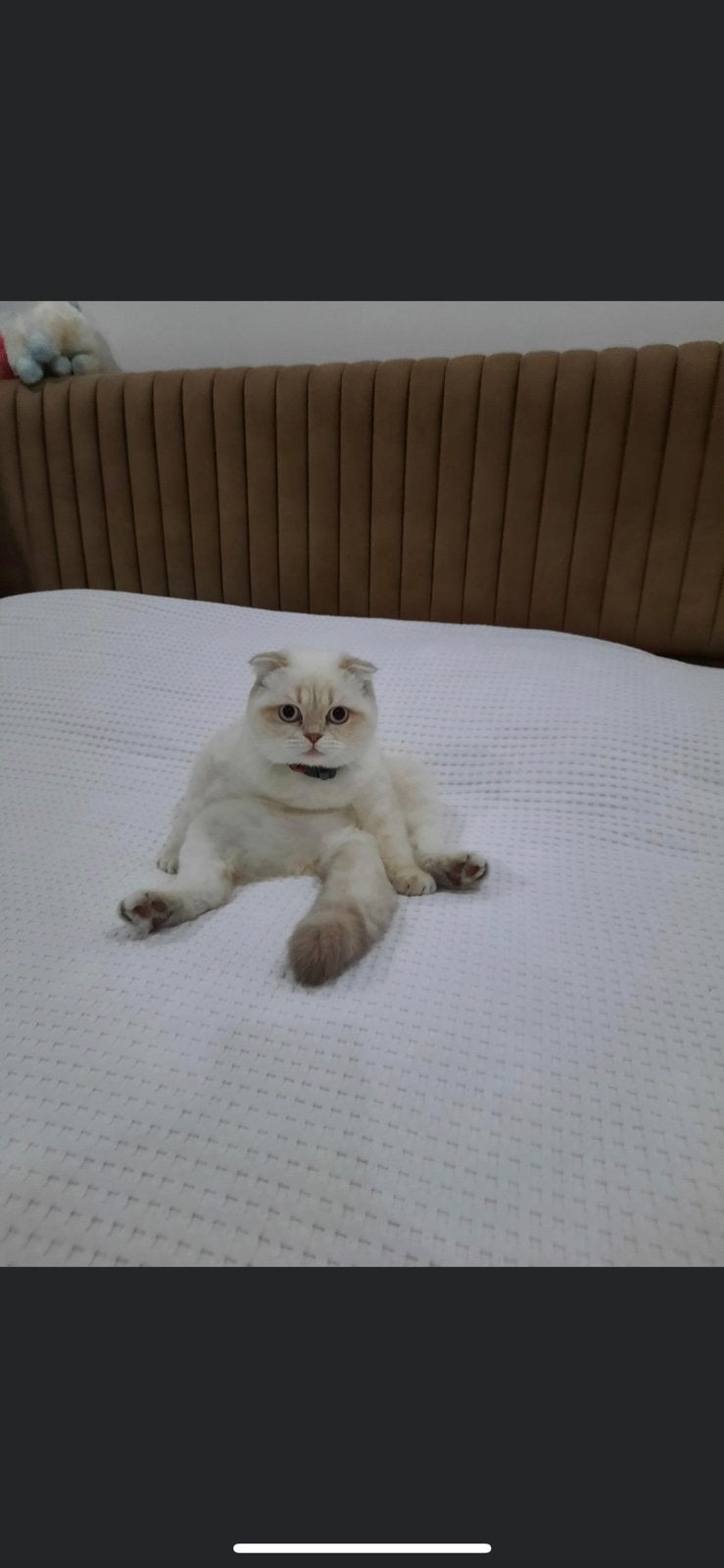 Britse korthaar, Poes, Gechipt, 3 tot 5 jaar