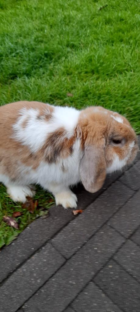 Super mooie dek ram, Dieren en Toebehoren, Konijnen, Hangoor