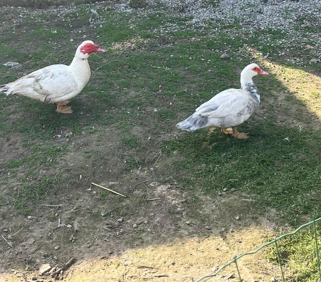 Mooi koppel barberie eenden, Dieren en Toebehoren, Pluimvee