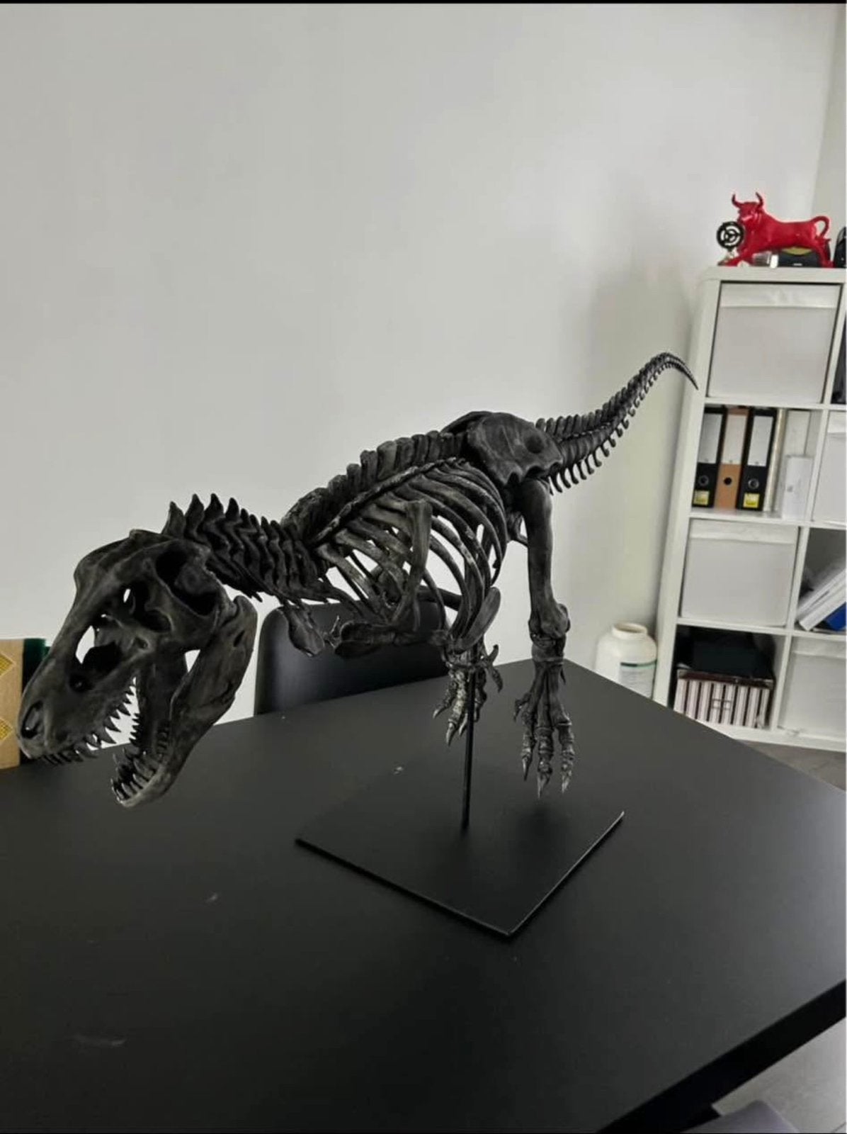 Dinosaurus skelet, Ophalen