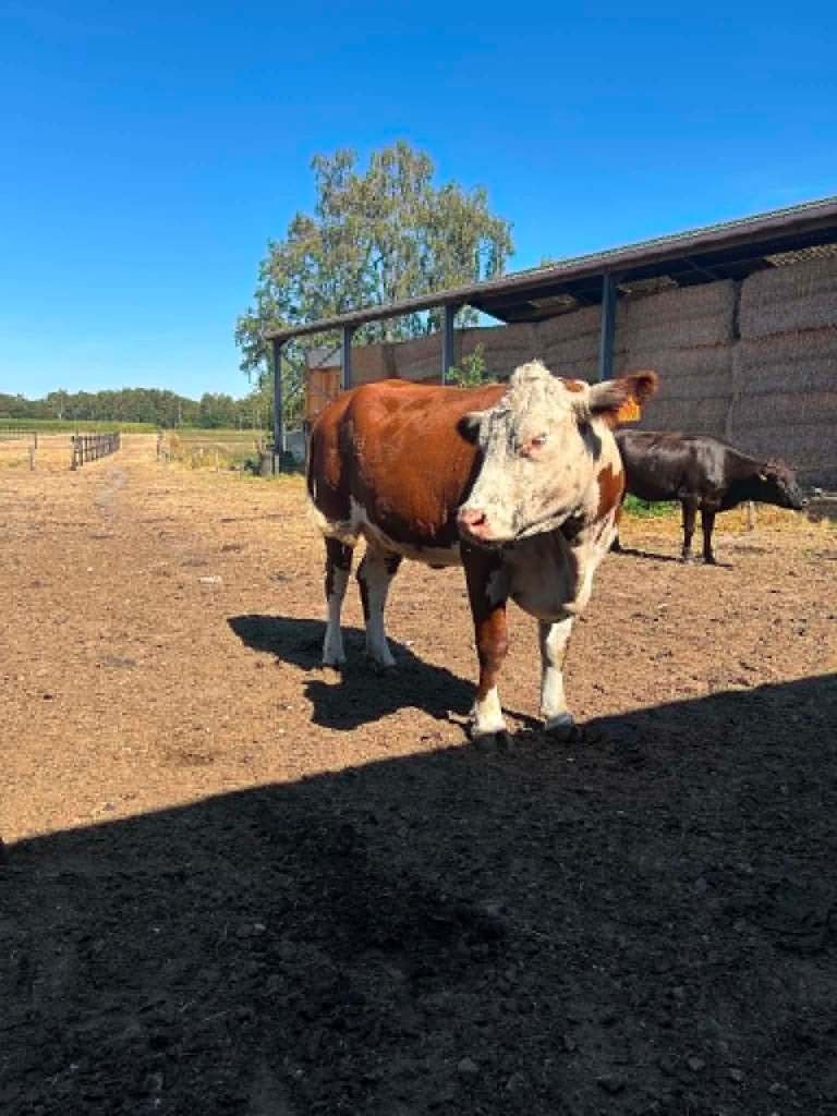 Drachtige Hereford vaarzen, Vrouwelijk, 0 tot 2 jaar