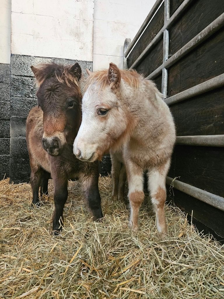 Fewspot appaloosa en bruin hengstveulentjes, Dieren en Toebehoren, Ontwormd, 0 tot 2 jaar