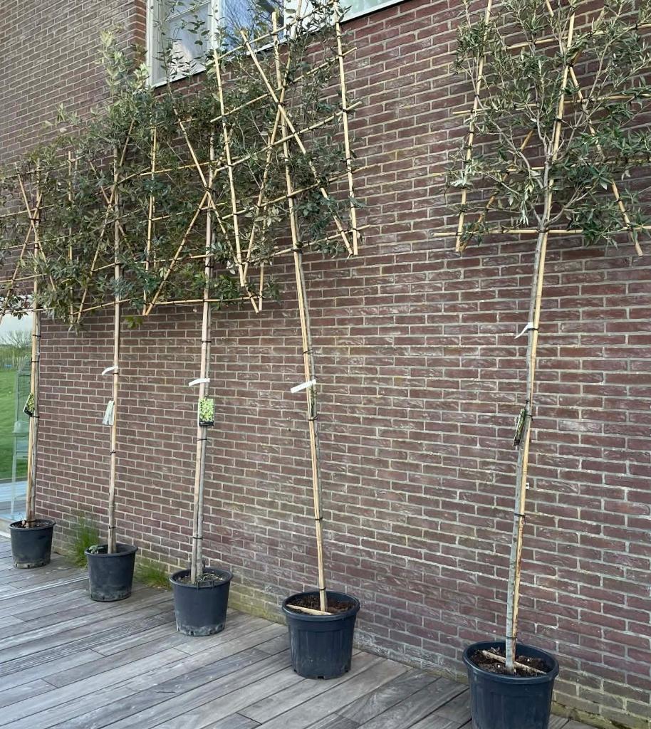 Arbres palissés, En pot, Espalier, Ne fleurit pas, Enlèvement