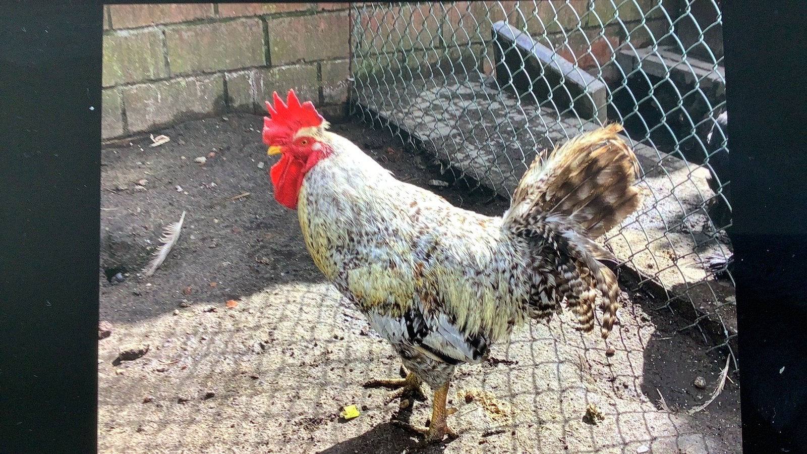 Gratis 6 hanen, Dieren en Toebehoren