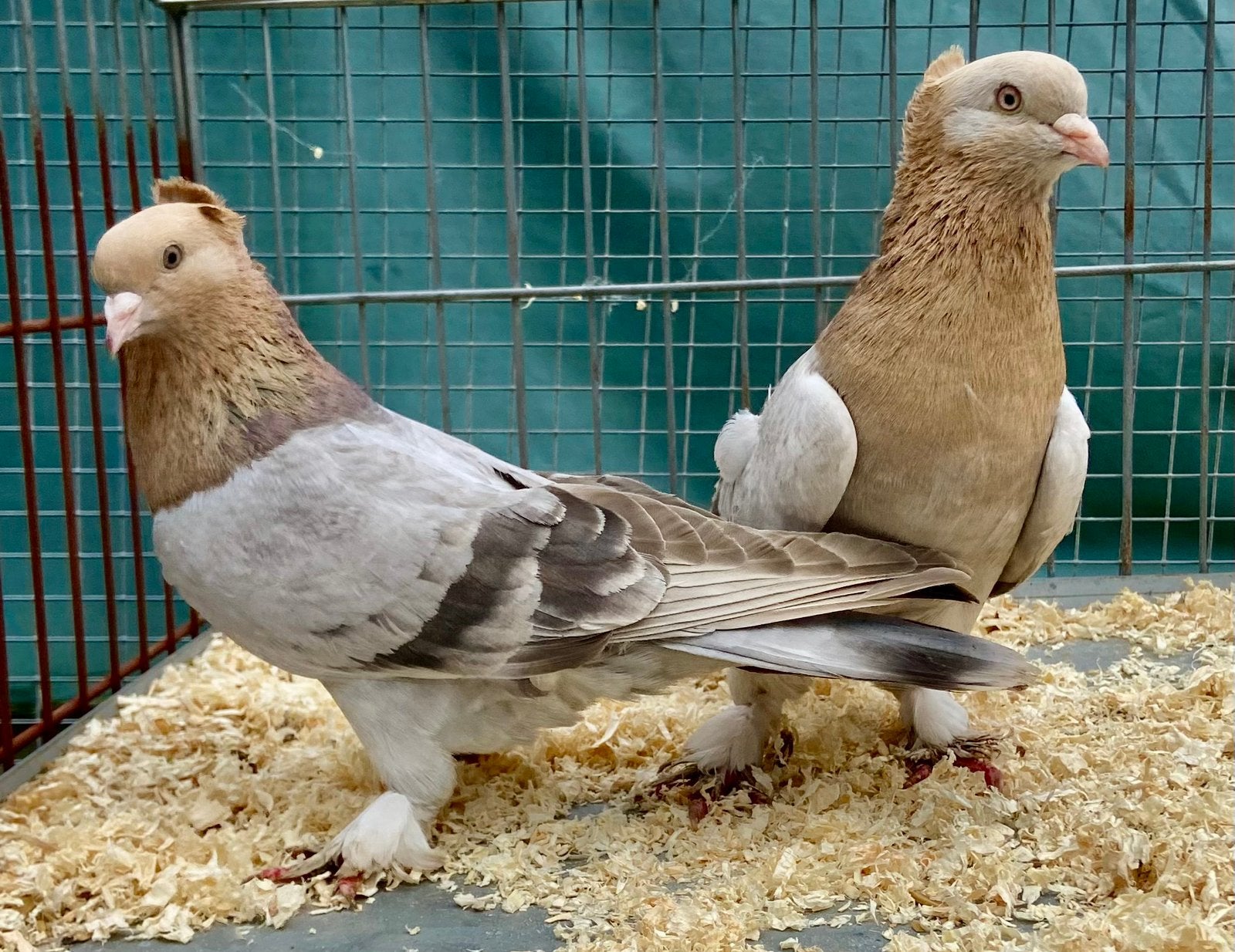 Takla Duiven, Animaux & Accessoires, Plusieurs animaux, Pigeon culbutant ou Roller