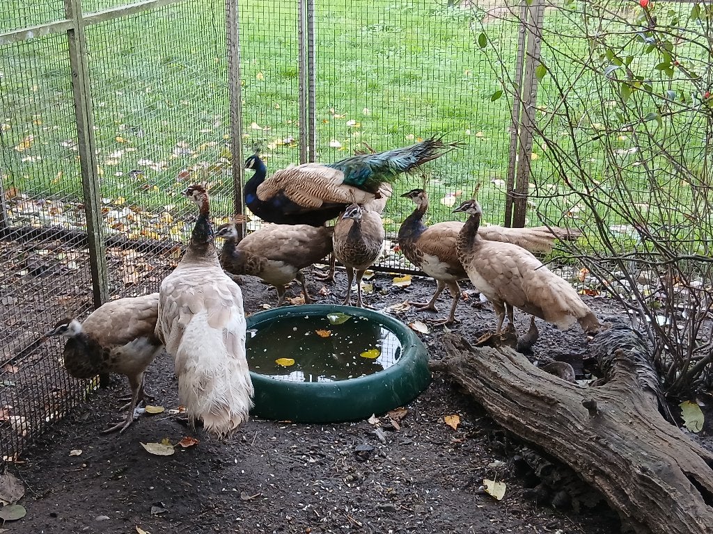 Pauwen purple, Dieren en Toebehoren