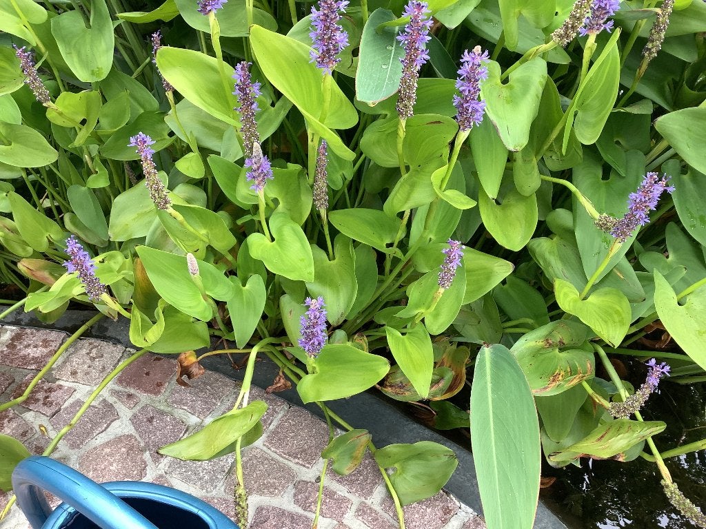 Vijverplanten, Ophalen