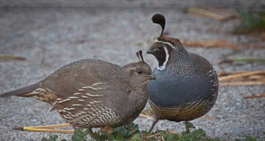 2 koppel kuifkwartels te koop aan de leg!, Dieren en Toebehoren, Meerdere dieren, Overige soorten