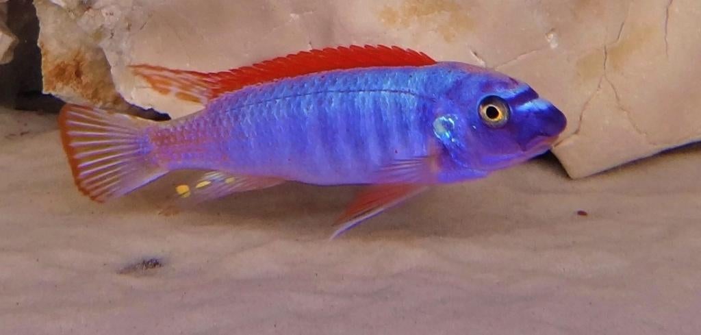 Labeotropheus Tewavasae Thumbi West Malawi cichliden, Dieren en Toebehoren, Vissen | Aquariumvissen, Vis, Zoetwatervis, Schoolvis