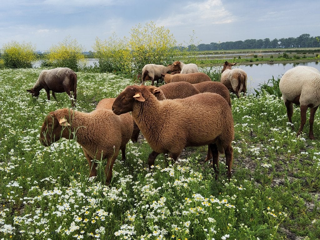 Ardense voskop ramlammeren, Dieren en Toebehoren, Meerdere dieren, Schaap, 0 tot 2 jaar