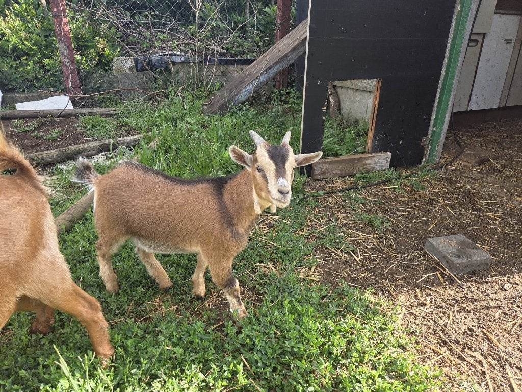 2 dwerggeiten bokjes, Dieren en Toebehoren, Mannelijk, Geit, 0 tot 2 jaar