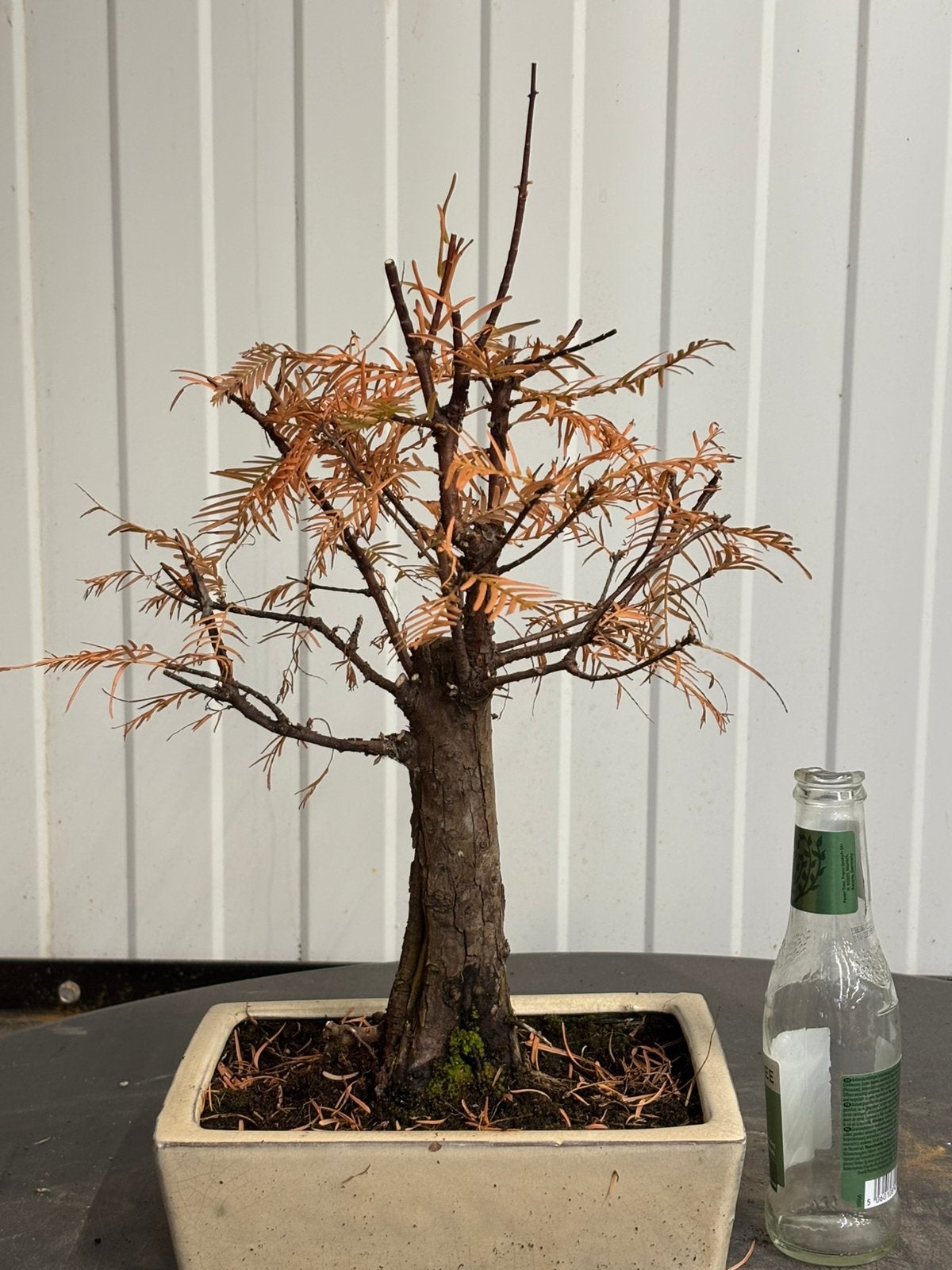 Bonsai Metasequoia Shohin, Jardin & Terrasse, Enlèvement