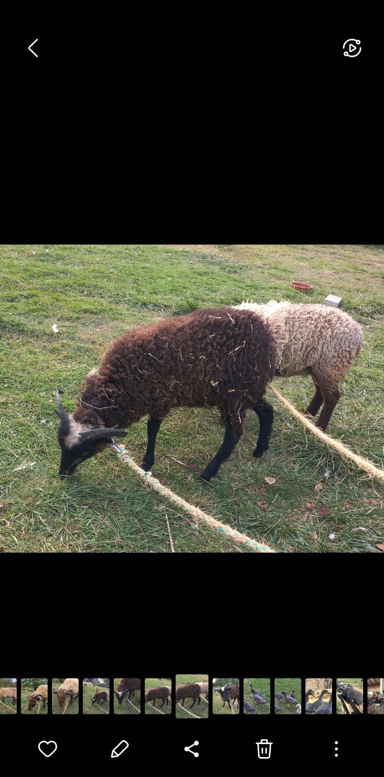 Laine à donner. Lot de 7 moutons à vendre, Animaux & Accessoires, Enlèvement