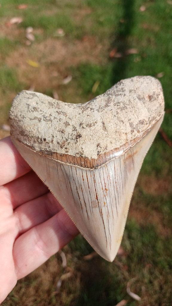 Les meilleurs fossiles de dents de requin Megalodon, Collections, Enlèvement ou Envoi, Fossile