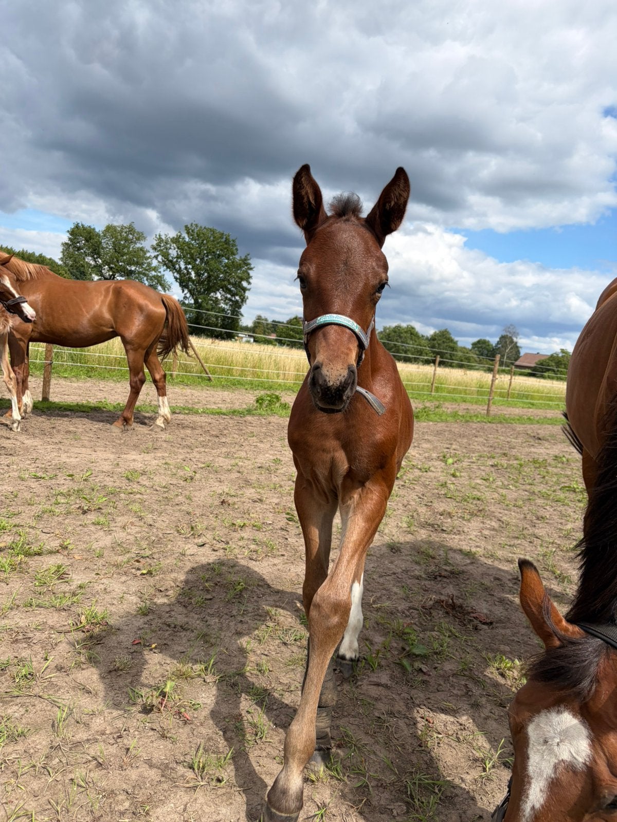Merrieveulen van Emerald Van’t Ruytershof, Dieren en Toebehoren, Merrie, Onbeleerd, Springpaard, 0 tot 2 jaar