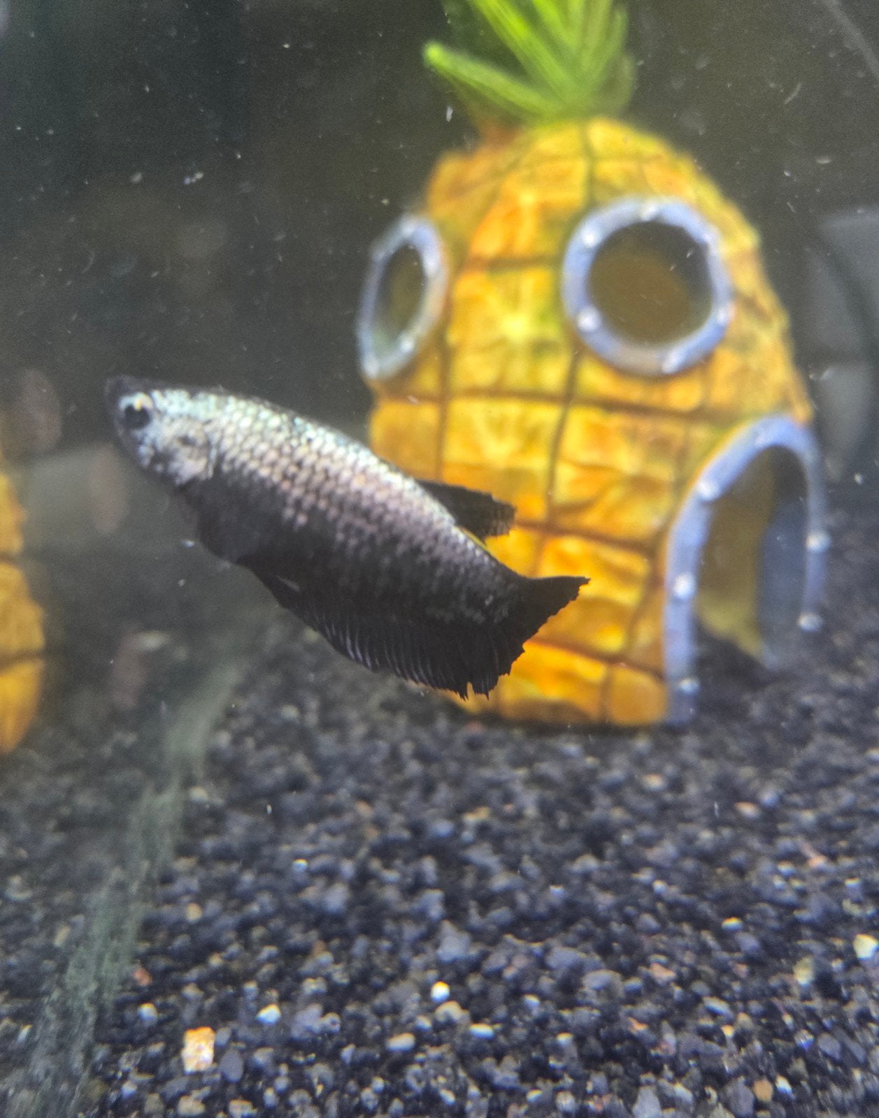 Siamese kempvis, ( betta ), Dieren en Toebehoren, Vis, Zoetwatervis