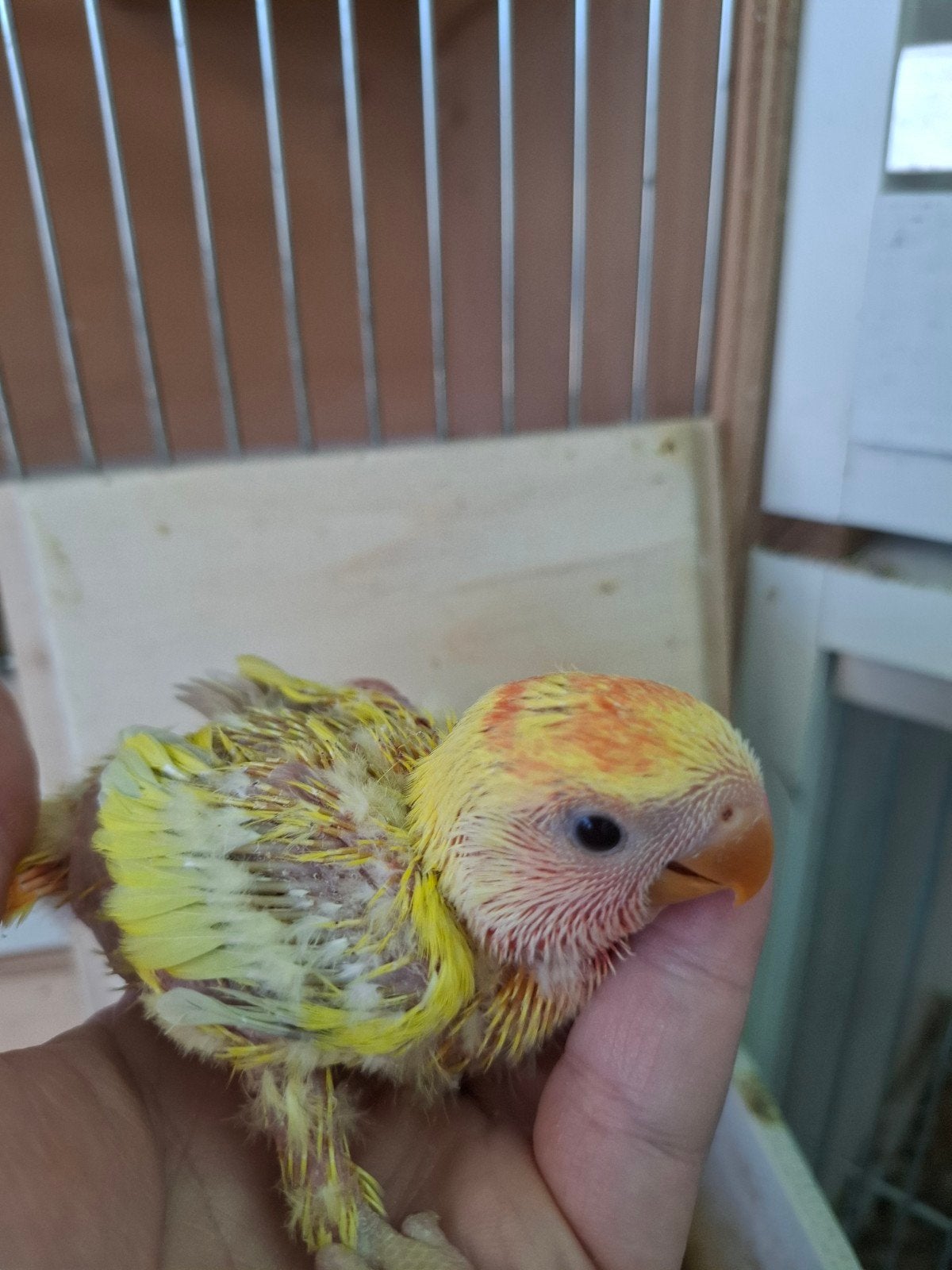 agapornis roseicollie babys handtam, Dieren en Toebehoren, Vogels | Parkieten en Papegaaien