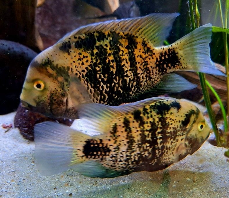 Mooi kweekkoppel Hetrospila cichliden, Dieren en Toebehoren, Vis, Zoetwatervis
