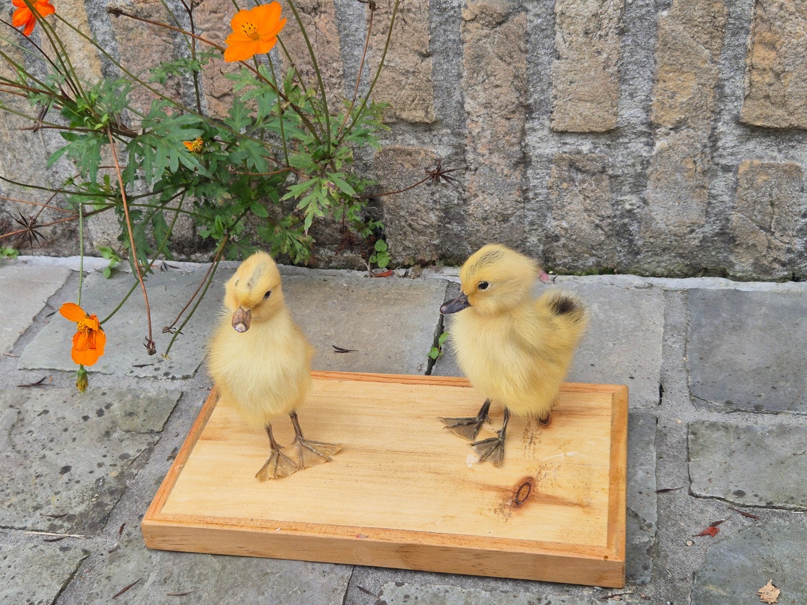 Taxidermie 2 poussins de canard, Collections, Envoi