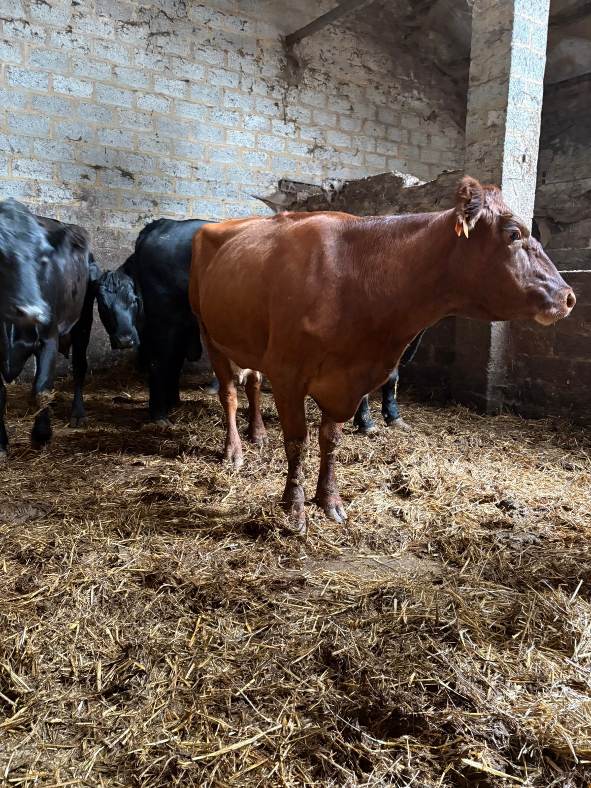 3 drachtige angus koeien, Dieren en Toebehoren, Vrouwelijk, 3 tot 6 jaar