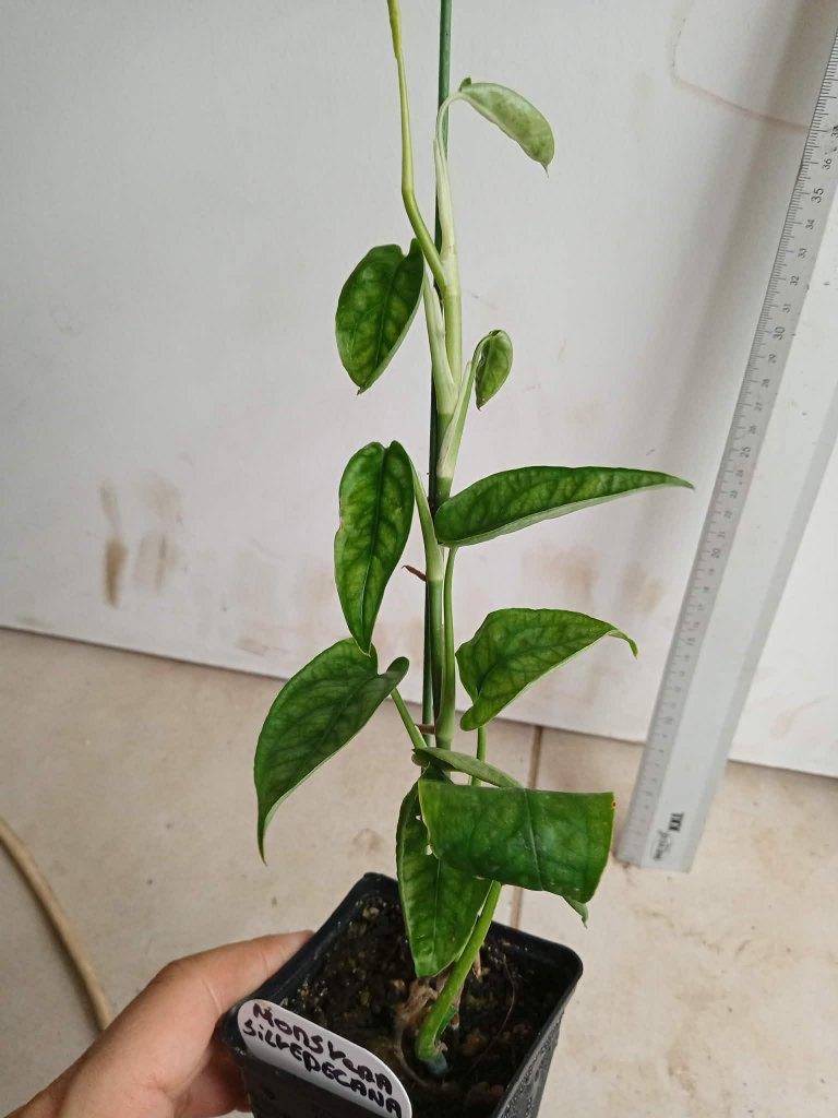 monstera siltepecana, Ophalen, Overige soorten, Halfschaduw, In pot