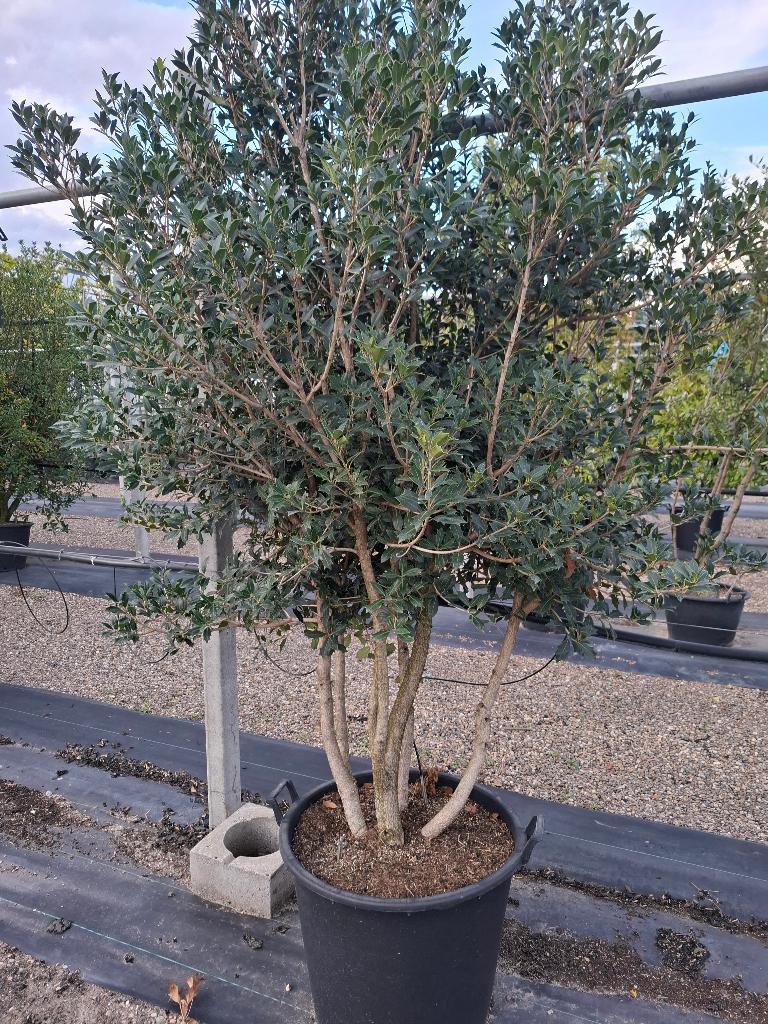 Osmanthus Heterophylus meerst., Ophalen, In pot