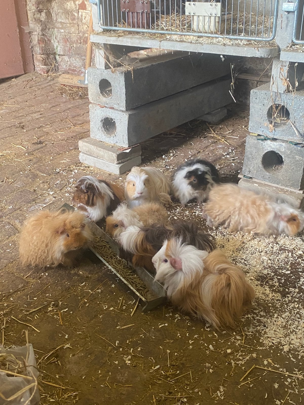 Cavia’s alpaca/Peruvian/Coronet, Dieren en Toebehoren