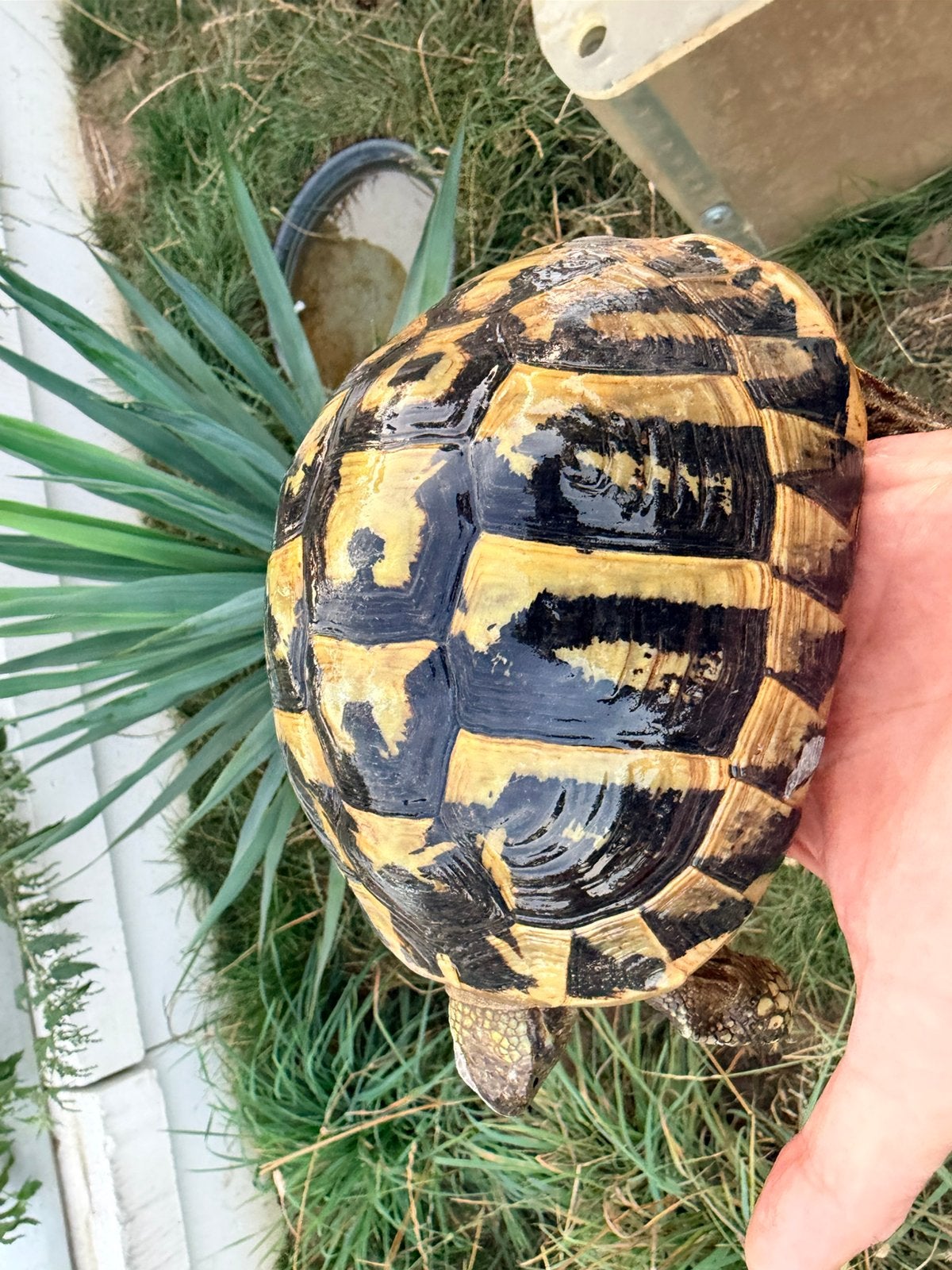 Tortue herman boettgeri, Dieren en Toebehoren, Reptielen en Amfibieën, Schildpad