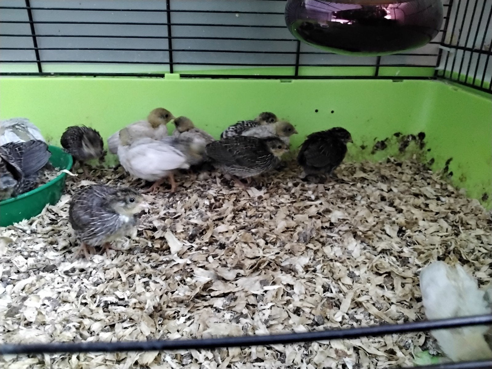Chinese Dwergkwartels in verschillende kleuren., Dieren en Toebehoren, Pluimvee