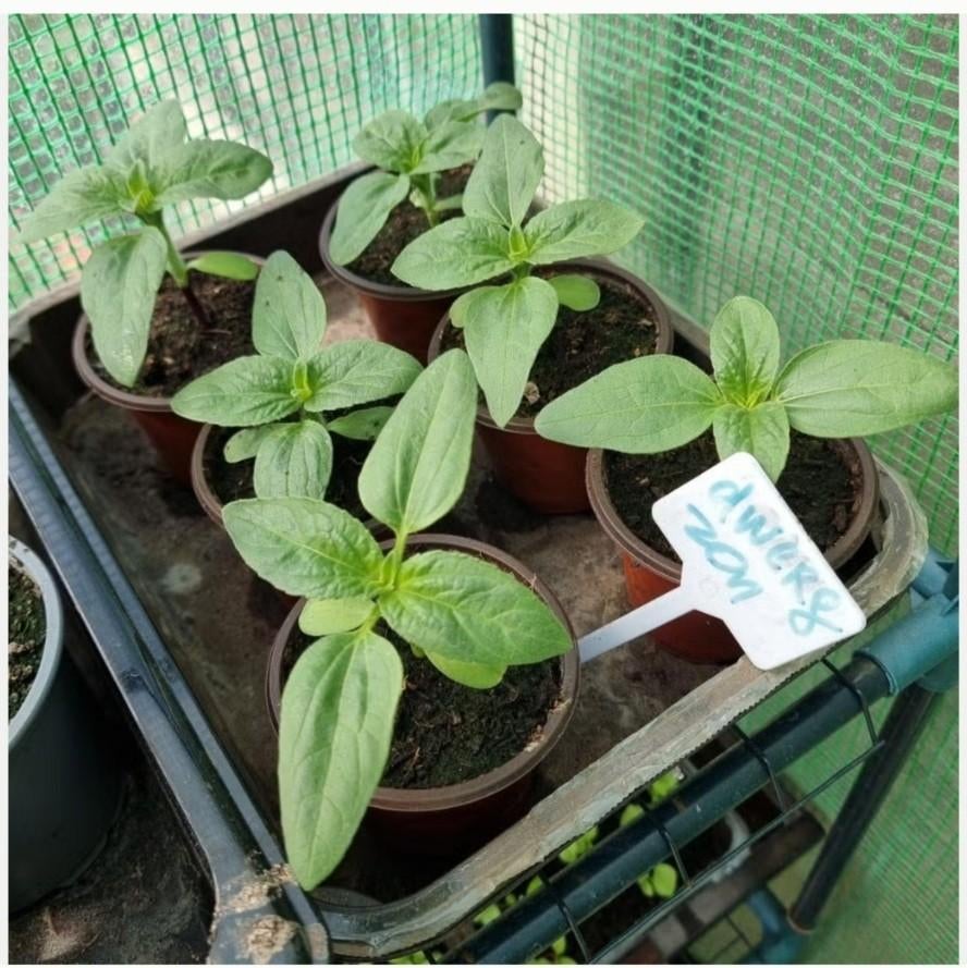 Dwergzonnebloemen plantjes 0,50€/st, Ophalen of Verzenden, Eenjarig