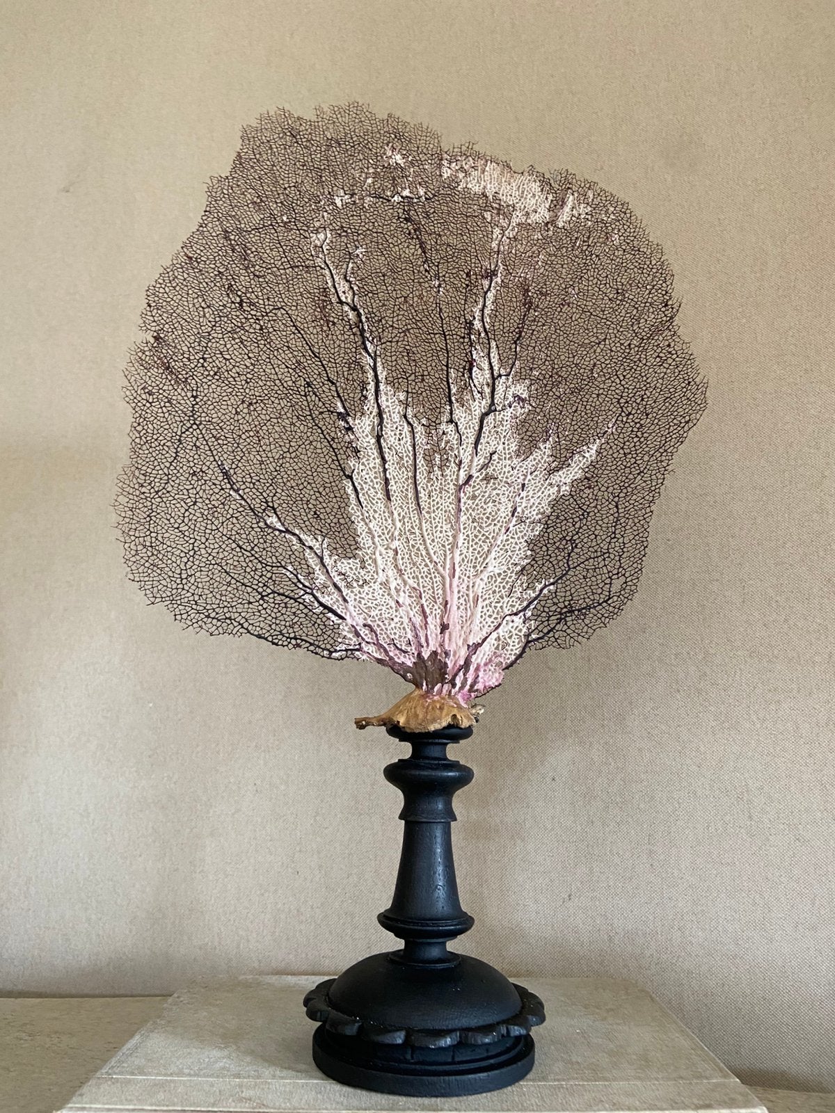 Waaierkoraal koraal corail decoratie interieur curiosa, Enlèvement ou Envoi