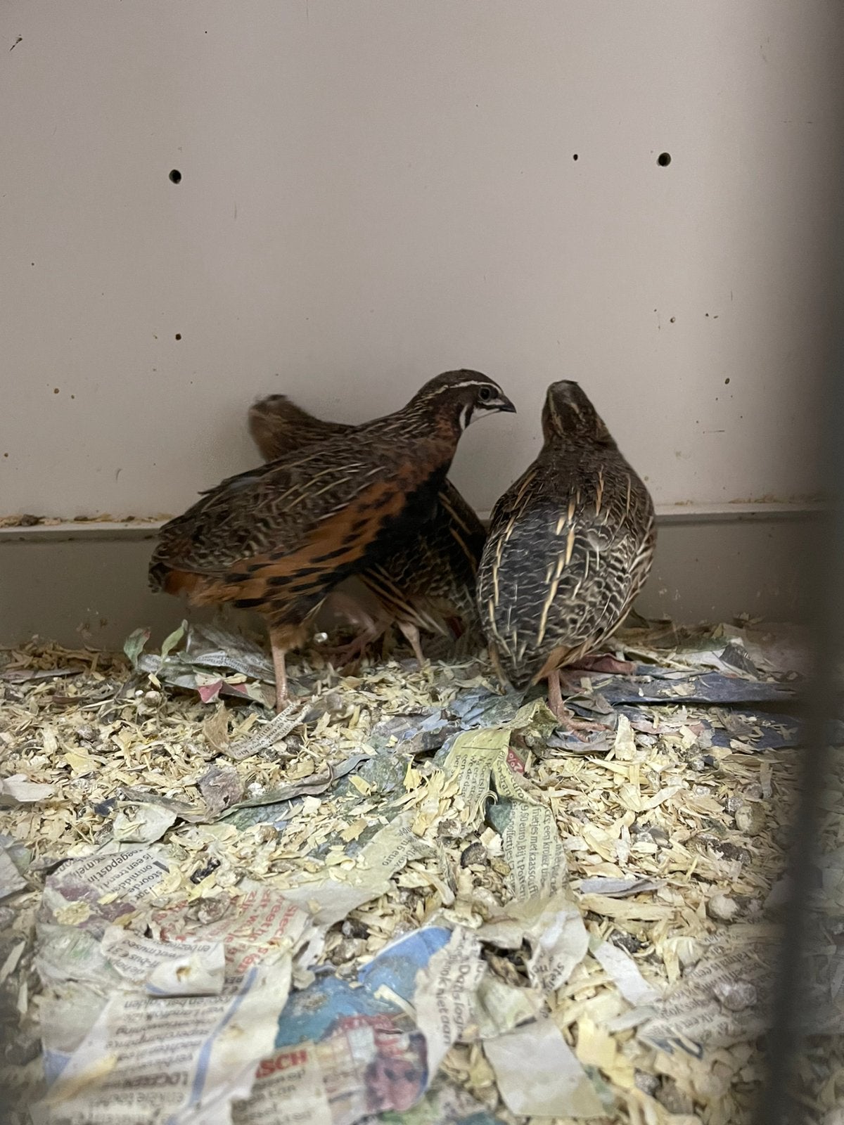 Harlekijn kwartels, Dieren en Toebehoren, Vogels | Overige Vogels, Meerdere dieren
